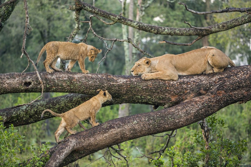 Venture into pristine natural habitats and witness wildlife in their true environment, far from the beaten path.