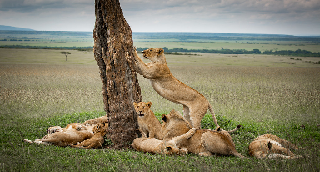 Rough & Dusty Safaris | Unforgettable Tanzania Safaris