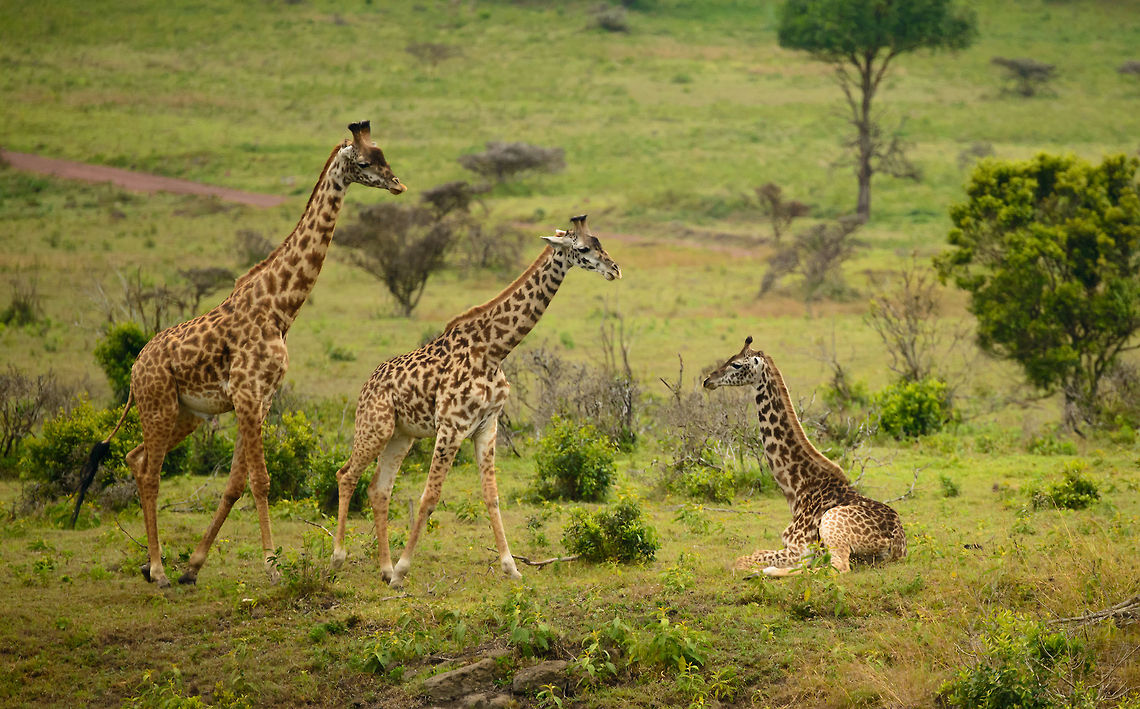 Venture into pristine natural habitats and witness wildlife in their true environment, far from the beaten path.