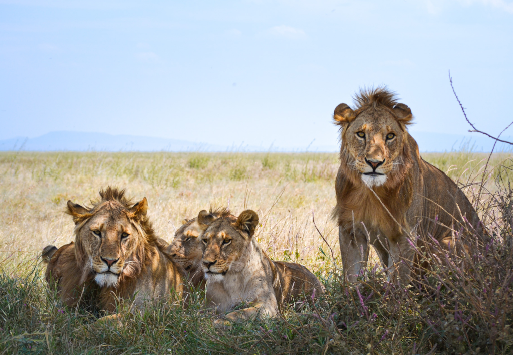 Rough and Dusty Safaris lion family