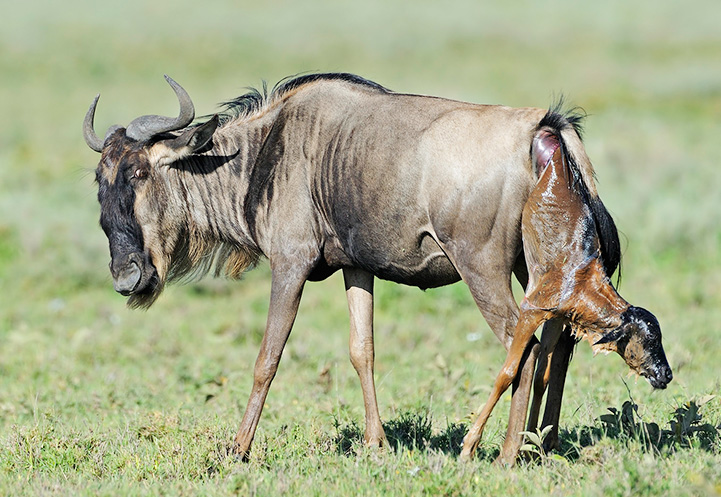 Venture into pristine natural habitats and witness wildlife in their true environment, far from the beaten path.