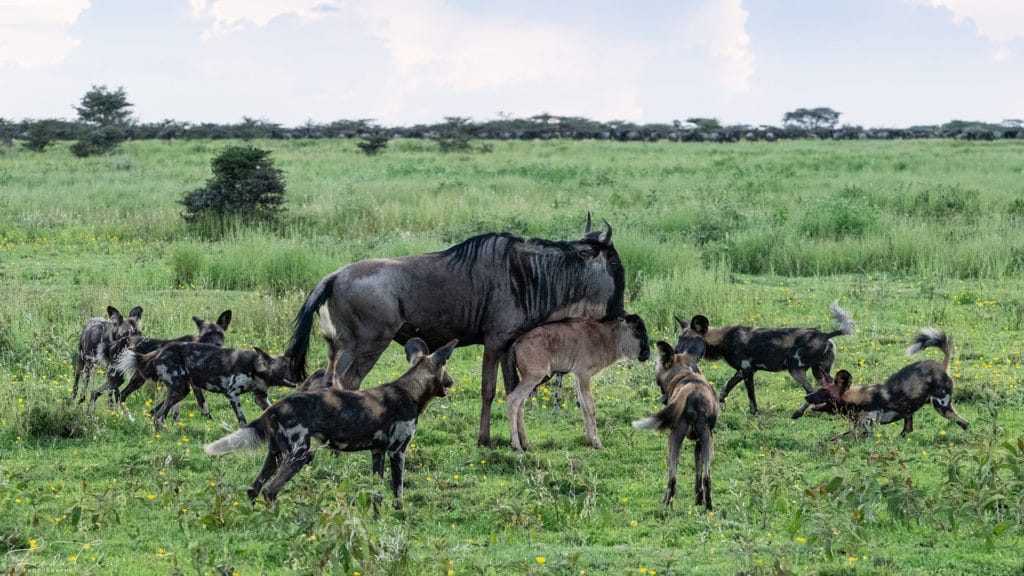 Venture into pristine natural habitats and witness wildlife in their true environment, far from the beaten path.