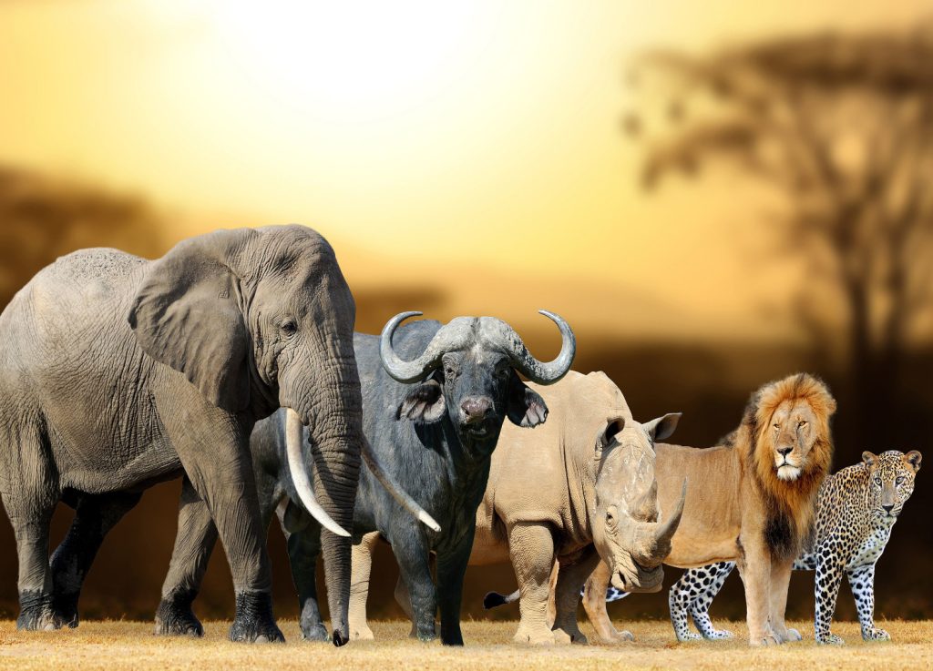 Discover The Big5 in Tanzania