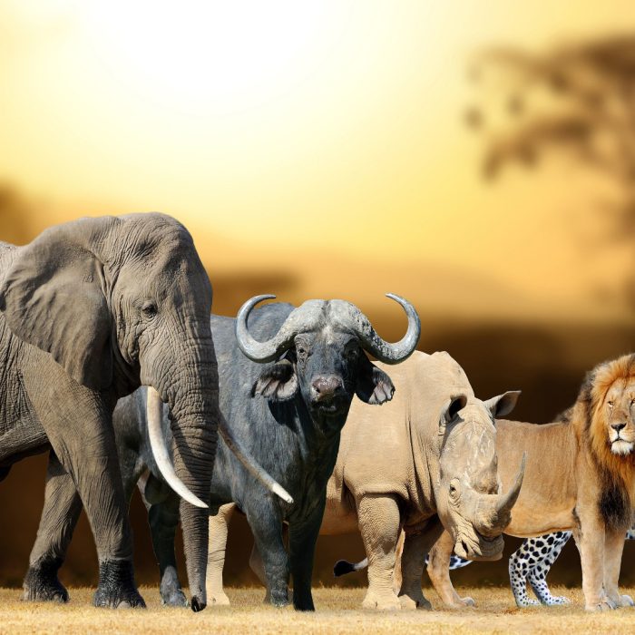 Discover The Big5 in Tanzania