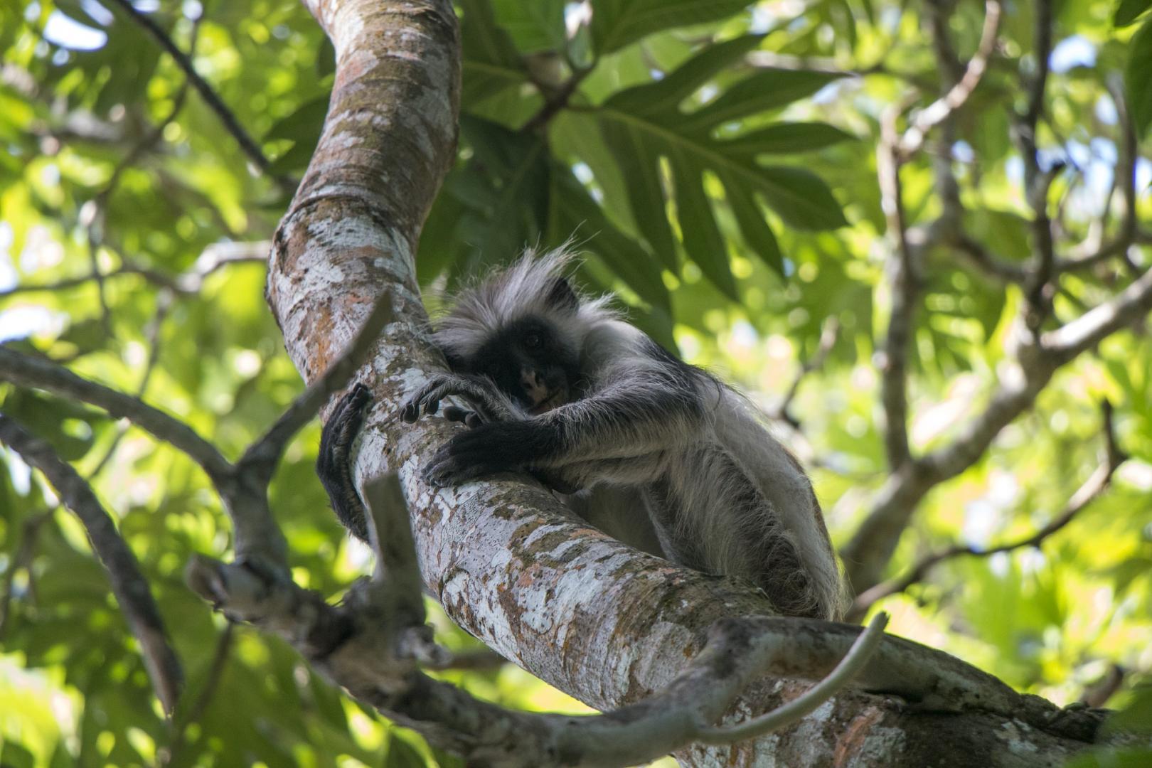 Step into the untamed wilderness and uncover the secrets of the animal kingdom on an exhilarating safari adventure.