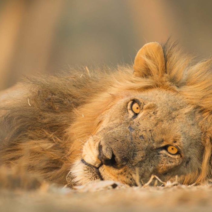 Tanzania Safari with a lion lying down on the ground