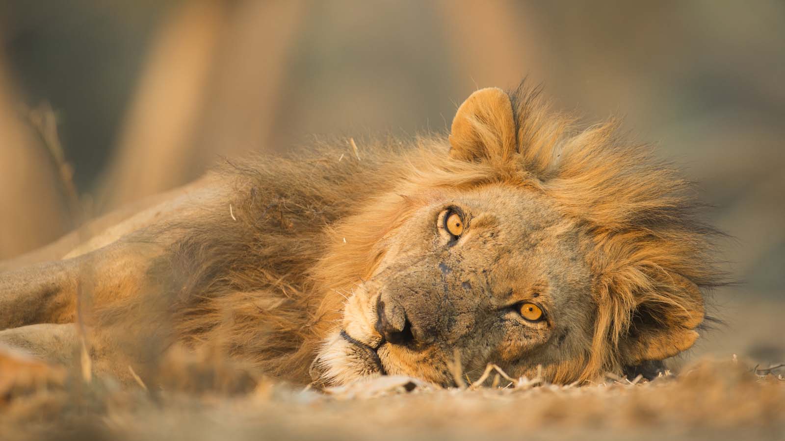 Tanzania Safari with a lion lying down on the ground