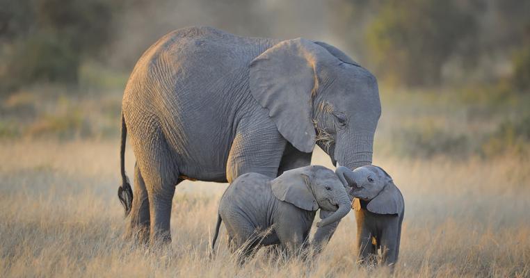 Venture into pristine natural habitats and witness wildlife in their true environment, far from the beaten path.