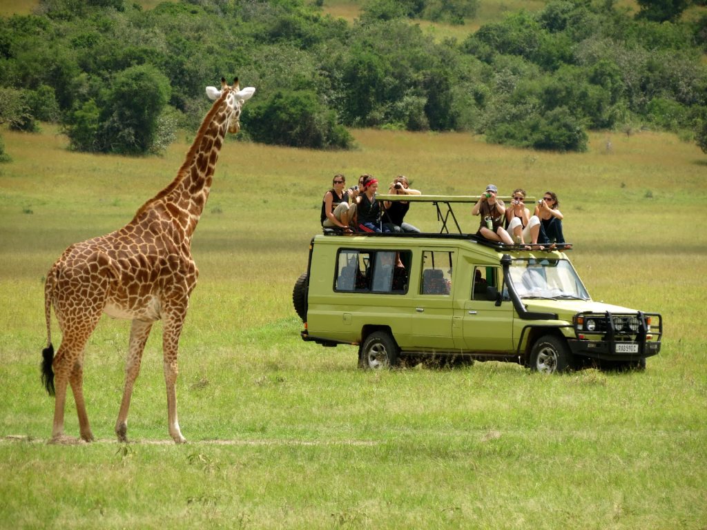 What Is the Difference Between the Northern and Southern Safari Circuits in Tanzania?