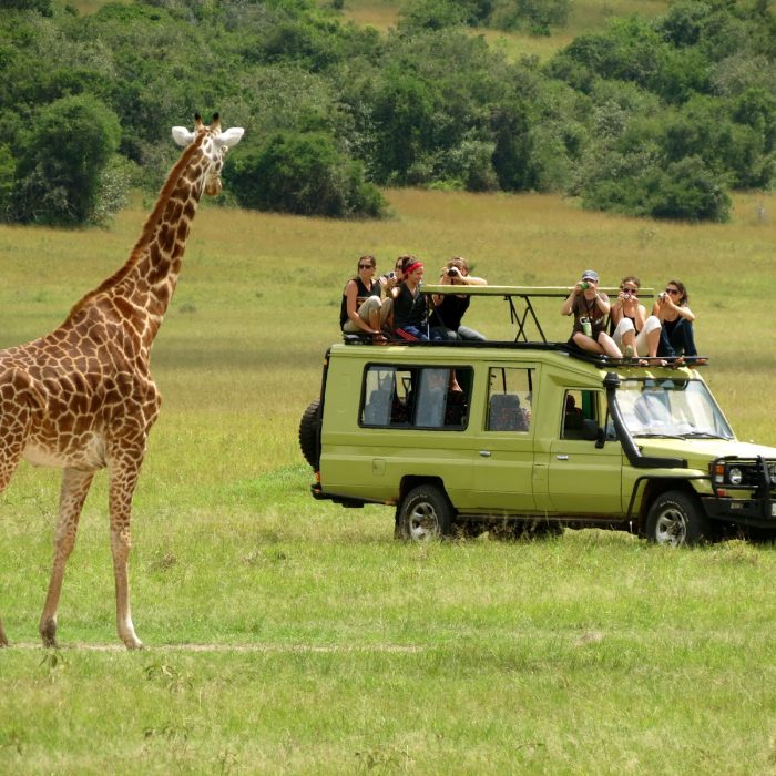 What Is the Difference Between the Northern and Southern Safari Circuits in Tanzania?