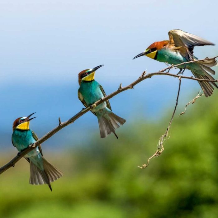Discover 10 Captivating Birds on Safari, Beyond the Big Five