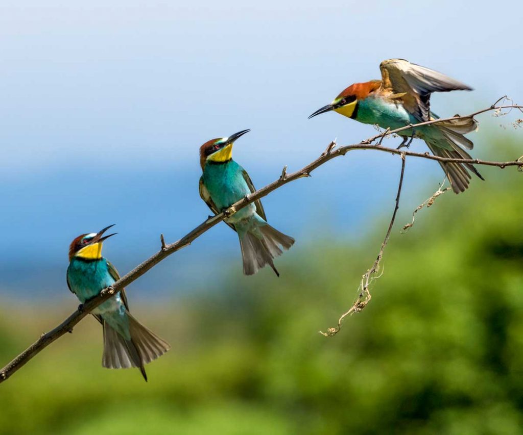 Discover 10 Captivating Birds on Safari, Beyond the Big Five