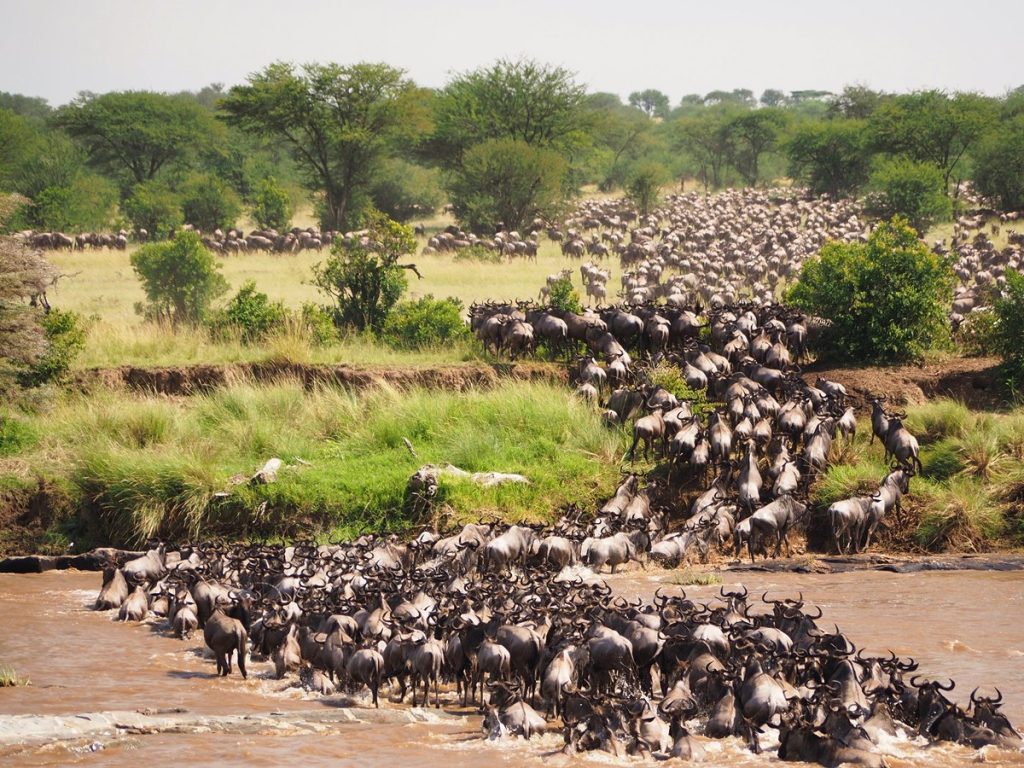 Calving season: The best kept secret of the great migration