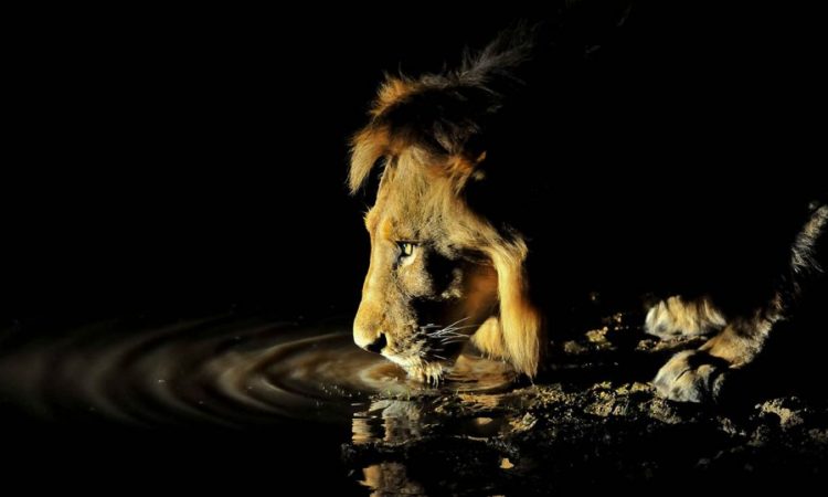 a lion drinking water from a puddle