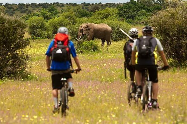 a group of people riding bicycles and a elephant