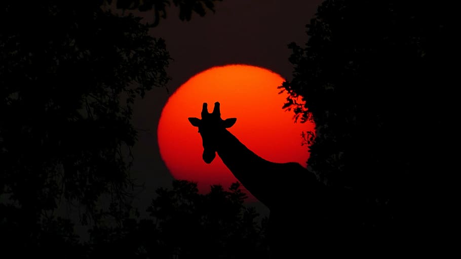 a giraffe in front of a sunset