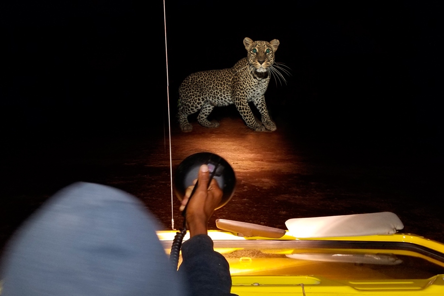 a person holding a phone with a leopard in the background