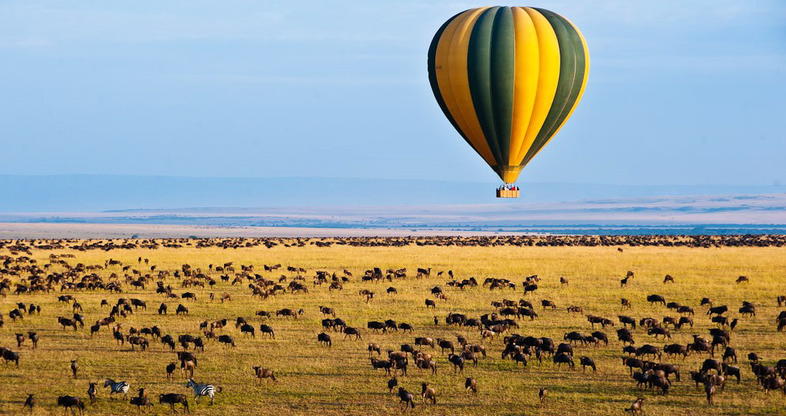 Discover the hidden wonders of the savanna on a safari that brings you face-to-face with its most fascinating inhabitants.