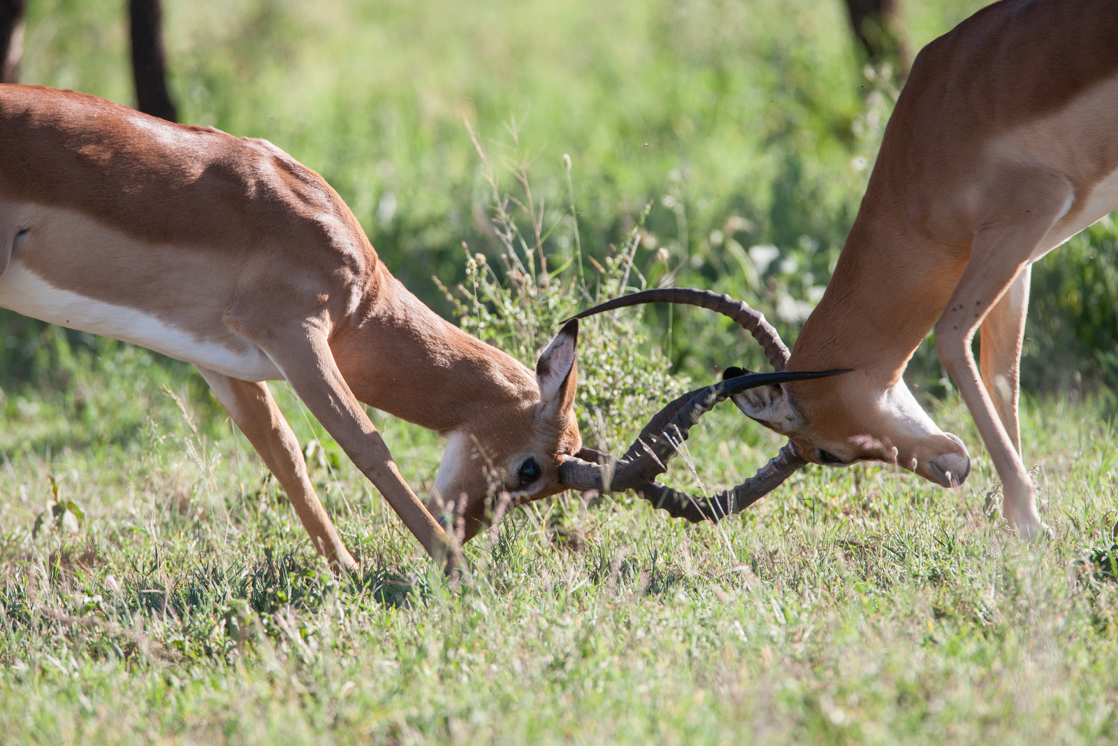 Lake Manyara National Park