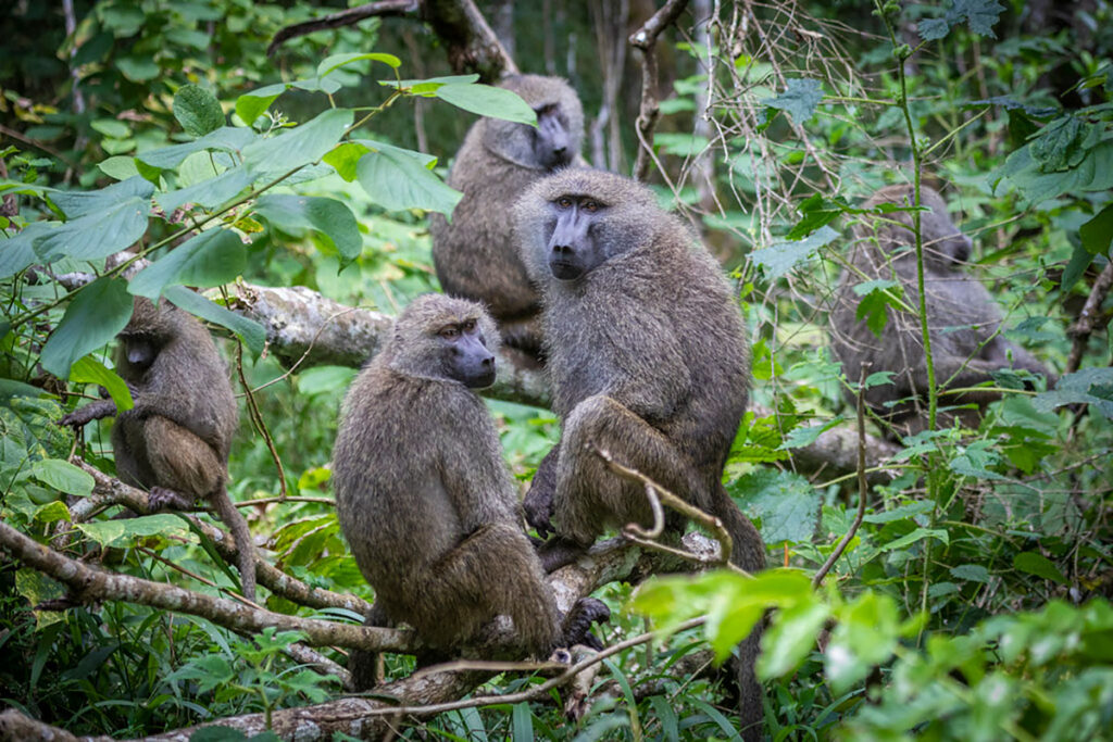 Arusha National Park