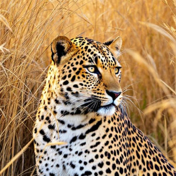 8af512061b8f9aad2cbaa29a37f7b7c2e33fe056