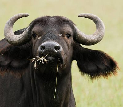"Portrait of an african buffalo in the Serengeti, Tanzania."