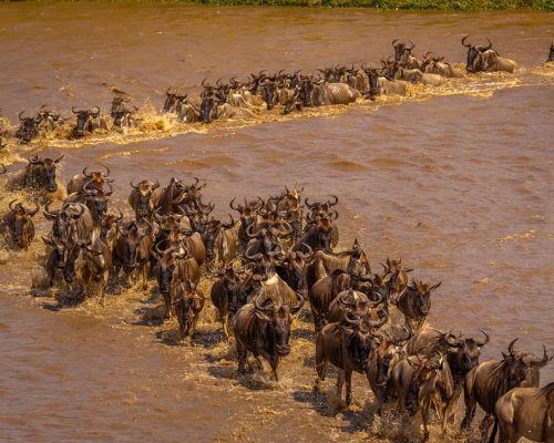 The Quest .. The Great Migration..Mara River, Tanzania