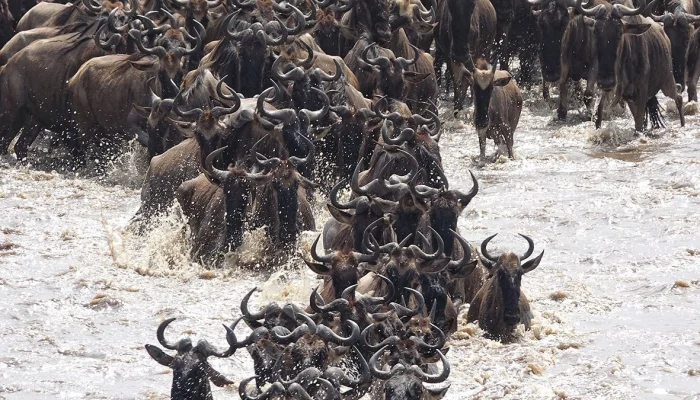 Mara-river-wildebeest-crossing