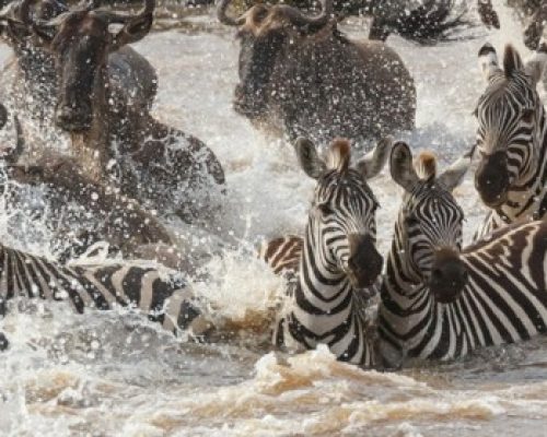 Mara-triangle-Serengeti-zebras-river-crossing-MIGRATION-SAFARI-Safari-Crew-Tanzania-768x279