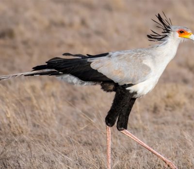 Secretary-Bird-Savannah-Serengeti-Tanzania