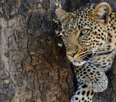 Serengeti-national-Park