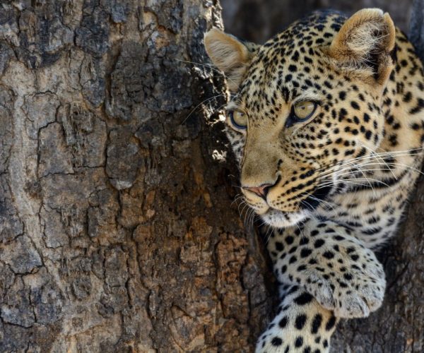 Serengeti-national-Park