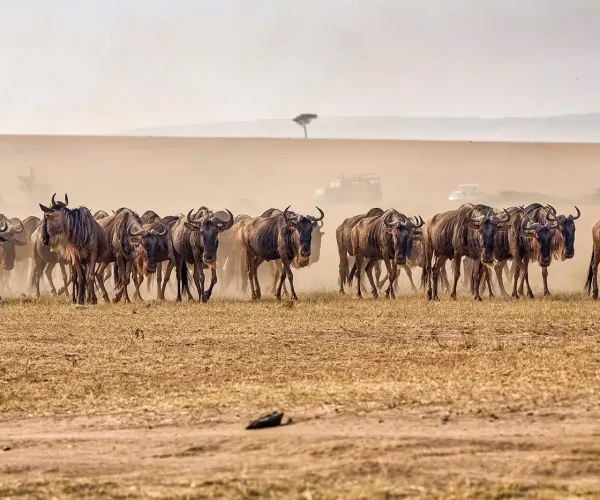 Wildebeest-Migration-at-Serengeti-National-Park-Tanzania-1.jpg