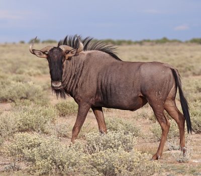 Wildebeest_2