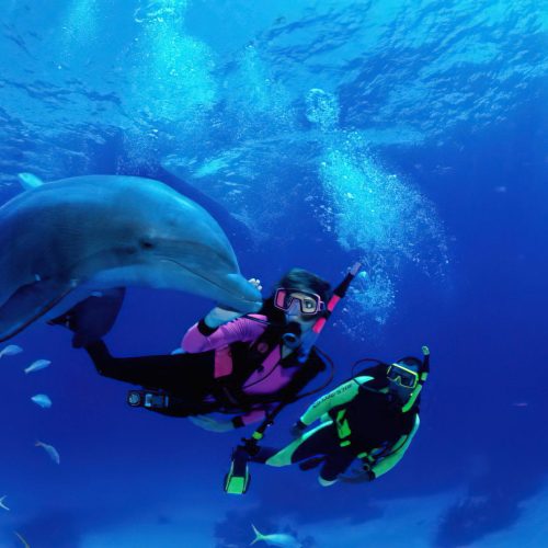 Zanzibar_Bottle_Nose_Dolphins_02