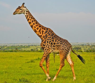 masai-giraffe-serengeti-tanzania