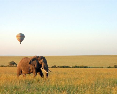 african elephant drinking water
